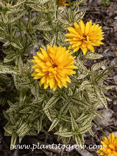 Double Struck False Sunflower (Heliopsis helianthoides)
